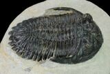 Detailed Hollardops Trilobite - Visible Eye Facets #153972-3